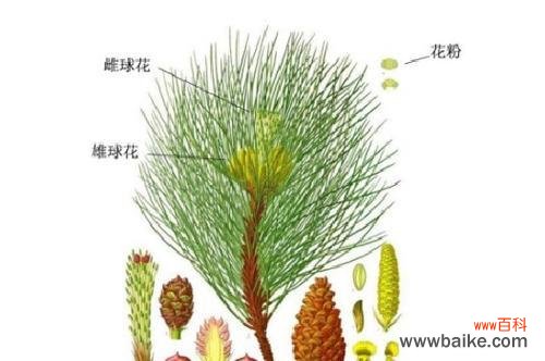 揭示廉洁之道的自然智慧 廉洁之道