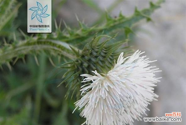 揭示廉洁之道的自然智慧 廉洁之道