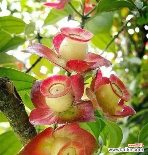 探索植物世界 美好植物