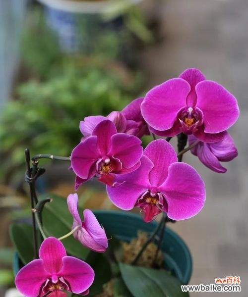 探索植物世界 美好植物