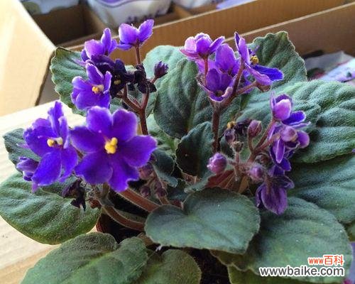 探索植物世界 美好植物