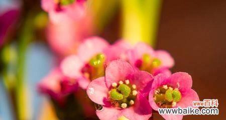 绽放在世界的角落 花的美丽与向往