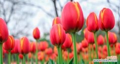 绽放在世界的角落 花的美丽与向往