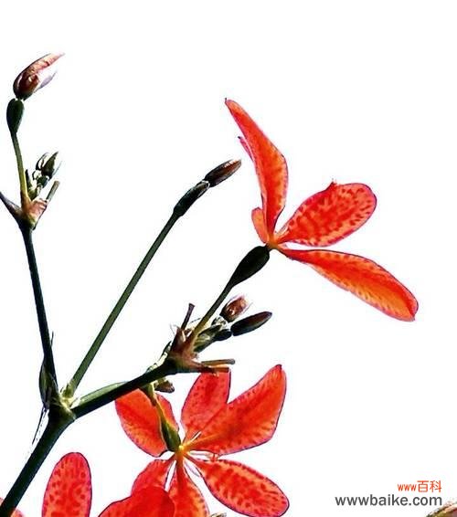 揭示美丽背后的神秘与诱惑 魅惑之花——探索花朵中的妖艳魅力