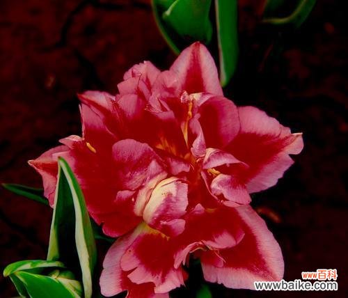 揭示美丽背后的神秘与诱惑 魅惑之花——探索花朵中的妖艳魅力