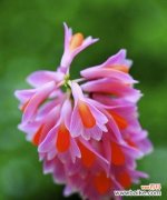 以代表女性气质的花朵为主题 《花开如女人，高雅气质韵动》