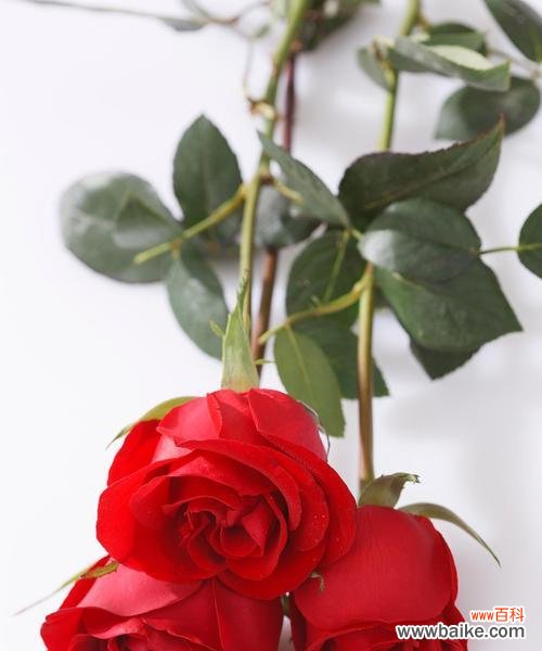 清明节送玫瑰花有何寓意?传统意义是什么?