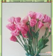 哪种花代表亲情？亲情花语的含义是什么？