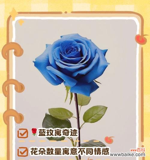 蓝色太阳花代表什么寓意和花语?