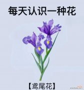 隐蔽的爱情花语有哪些？