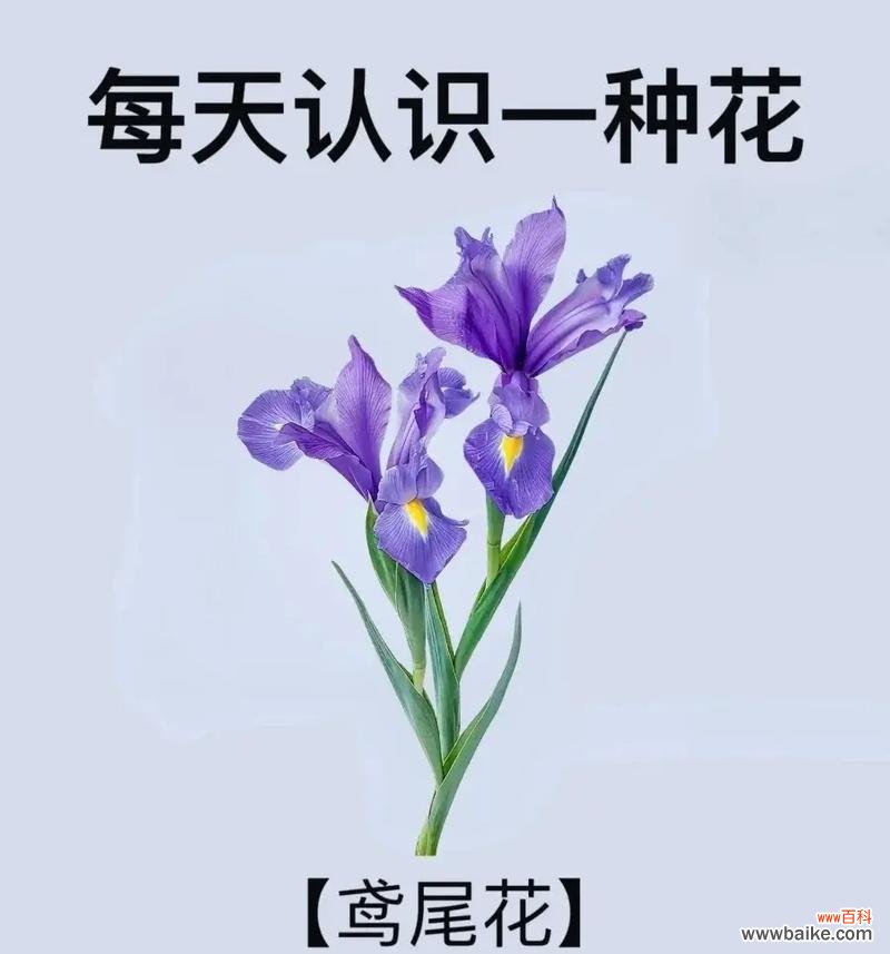隐蔽的爱情花语有哪些?