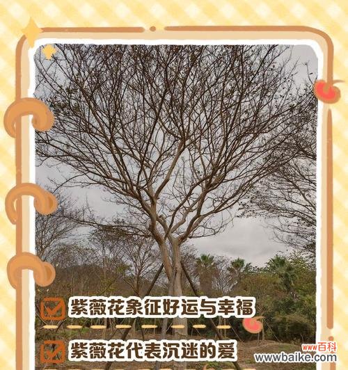 哪些花语代表好运?如何用花语祝福?