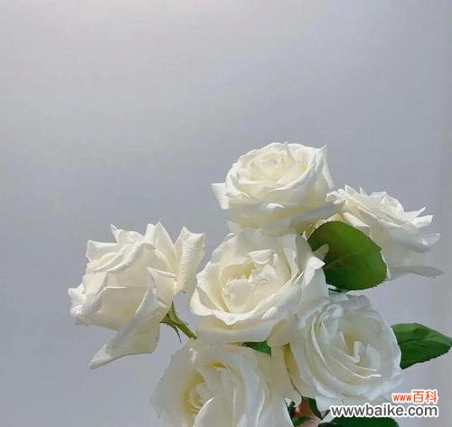 哪种花象征自爱的爱情？自爱爱情的花语有哪些？