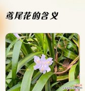 象征爱情纯洁的花有哪些？鸢尾色的寓意是什么花？