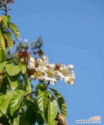 清明节代表的花是什么？清明节花的寓意是什么？