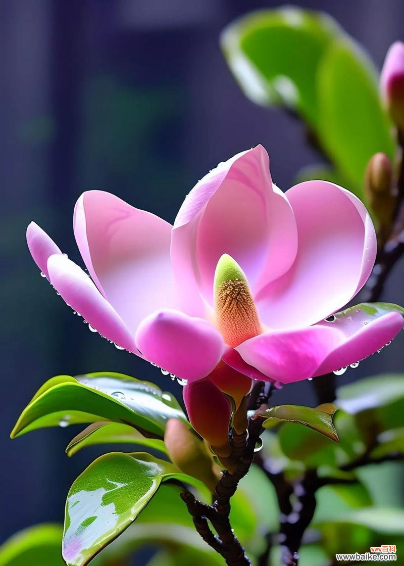 春天哪种花象征着爱情？