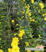 春天哪种花象征着爱情？