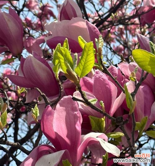 春天哪种花象征着爱情？