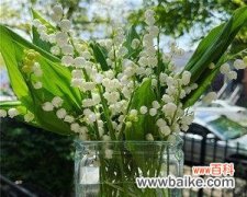 探寻铃兰花的美与内涵 铃兰花的寓意与象征