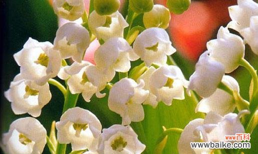 探索铃兰花的神秘花语 铃兰花的花语与意义