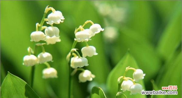 探寻铃兰花语与寓意 铃兰花