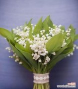 美丽的铃兰花传递着什么样的含义 铃兰花的寓意与象征意义