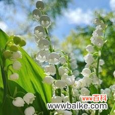 传递希望与繁荣的铃兰花 铃兰花语