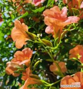 探寻凌霄花的奥秘 凌霄花花语与寓意