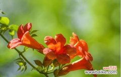 探索凌霄花的花语 凌霄花的花语——美丽的勇气