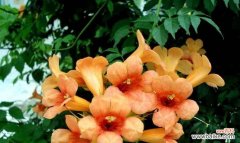 揭开凌霄花背后的神秘面纱 凌霄花之美——花语与寓意