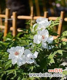 探寻流苏花的多面光芒 《流苏花的花语及其象征意义》