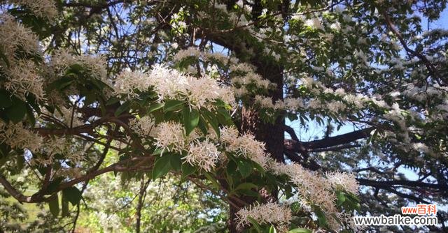 探寻流苏花的多面光芒 《流苏花的花语及其象征意义》
