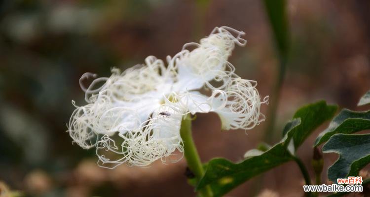 探寻流苏花的多面光芒 《流苏花的花语及其象征意义》