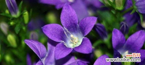 流苏花的花语及象征意义 流苏花的花语——寄托美好愿望的使者