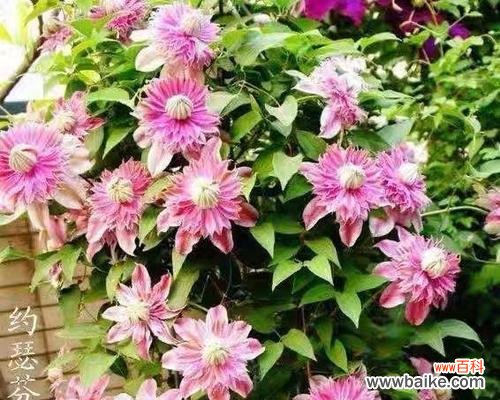 流苏花的花语及象征意义 流苏花的花语——寄托美好愿望的使者