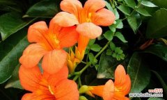 探索凌霄花的深层含义 凌霄花的花语——美丽与坚韧的象征