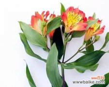 美丽绽放的花语与花卉养护之道 以六出花