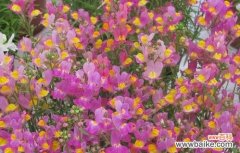 揭秘柳穿鱼的美丽之花语与渊源 柳穿鱼的花语及其文化背景