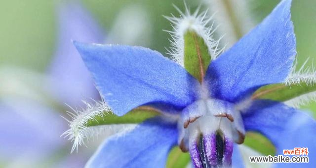 探寻琉璃苣花的神秘意义 琉璃苣花的花语与寓意