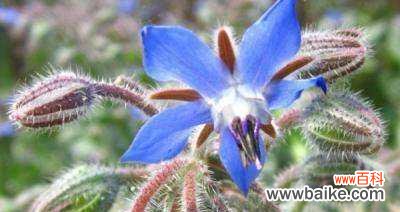 探寻琉璃苣花的神秘意义 琉璃苣花的花语与寓意