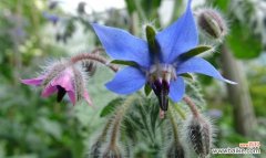 探寻琉璃苣花的神秘意义 琉璃苣花的花语与寓意