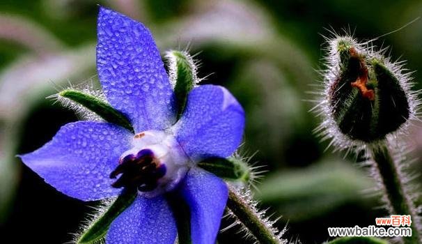 传递希望和温暖的花朵之语 以琉璃苣的花语