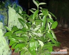 探索世界各地代表平安的植物 和平之树