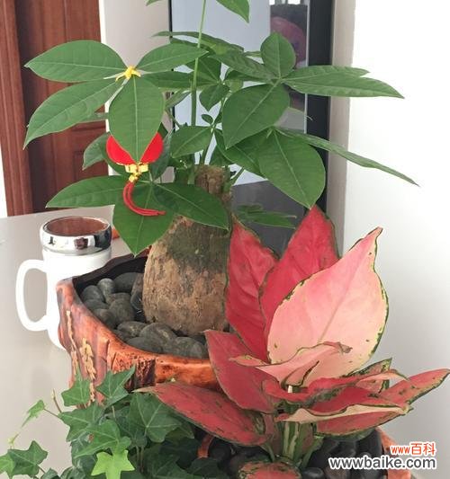 探索自然界中能够代表平安与健康的花朵 平安健康之花