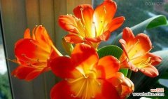 探索自然界中能够代表平安与健康的花朵 平安健康之花