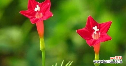 探索自然界中与女性特质相映成趣的植物 女性之花