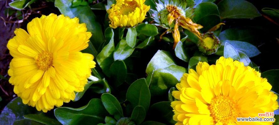 代表热烈张扬的花朵之美 缤纷盛开，热情张扬