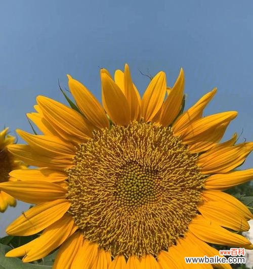 代表热烈张扬的花朵之美 缤纷盛开，热情张扬