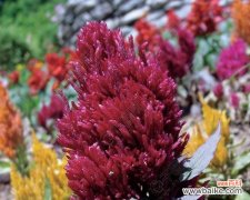 丰收季节的花园中 秋天的花卉盛景