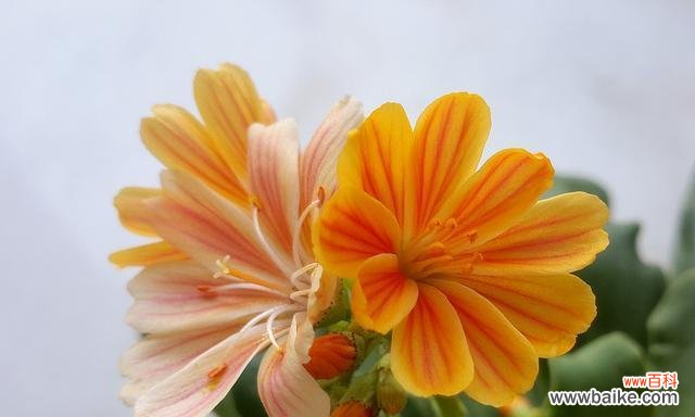 探索秋天中的色彩与丰收 秋天的美丽植物世界